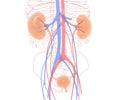 3D illustration of the urinary system, highlighted on line anatomy background.