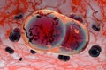 Variola Virus Smallpox highly contagious and deadly disease