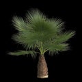 3d illustration of washingtonia filifera palm isolated on black background