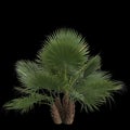 3d illustration of washingtonia filifera palm isolated on black background