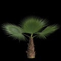 3d illustration of washingtonia filifera palm isolated on black background