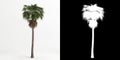 3d illustration of Washingtonia robusta tree isolated on white and its mask