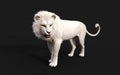 White lion acts and poses isolated with clipping path Royalty Free Stock Photo