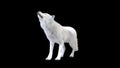 3d Illustration white wolf isolate on dark background, arctic wolf