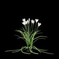 3d illustration of white Zephyranthes bush isolated on black baclground