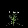 3d illustration of white Zephyranthes bush isolated on black baclground