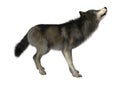 3D Illustration Wild Wolf on White Royalty Free Stock Photo