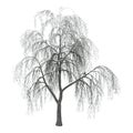 3D Illustration Willow on White