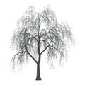 3D Illustration Willow on White