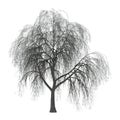 3D Illustration Willow on White