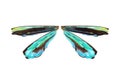 Wings of Insect with Clipping Path.