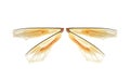 Wings of Insect with Clipping Path.