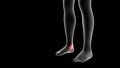 3d illustration of a woman xray hologram showing pain area on the leg area Royalty Free Stock Photo