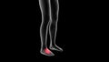 3d illustration of a woman xray hologram showing pain area on the leg area Royalty Free Stock Photo