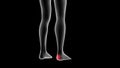 3d illustration of a woman xray hologram showing pain area on the leg area Royalty Free Stock Photo