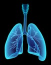 3D illustration X-ray transparent lungs.