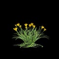 3d illustration of yellow Zephyranthes bush isolated on black baclground