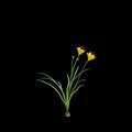 3d illustration of yellow Zephyranthes bush isolated on black baclground