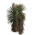 3d illustration of yucca baccata bush isolated on white background