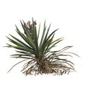 3d illustration of yucca baccata bush isolated on white background
