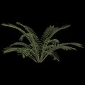 3d illustration of zamia furfuracea plant isolated on black background