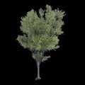 3d illustration of Zelkova serrata tree isolated on black background