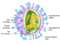 Flu. Influenza virus with RNA, surface proteins hemagglutinin and neuraminidase, medically 3D illustration