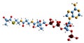 3D image of Methylmalonyl-CoA skeletal formula