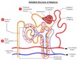 Detailed structure of Nephron for biology science education