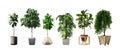 3d images of various types of plants in plant pots as a set. Royalty Free Stock Photo