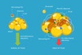 3D Isometric Flat Vector Conceptual Illustration of Adipoce Tissue