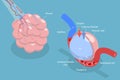 3D Isometric Flat Vector Conceptual Illustration of Alveolus Gas Exchange