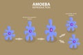 3D Isometric Flat Vector Conceptual Illustration of Amoeba Reproduction