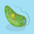 3D Isometric Flat Vector Conceptual Illustration of Anatomy Of A Euglena Royalty Free Stock Photo