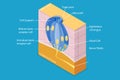 3D Isometric Flat Vector Conceptual Illustration of Anatomy Of A Taste Bud Royalty Free Stock Photo