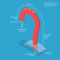 3D Isometric Flat Vector Conceptual Illustration of Aorta Segments