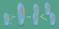 3D Isometric Flat Vector Conceptual Illustration of Asexual Reproduction In Protozoa