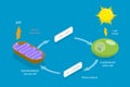 3D Isometric Flat Vector Conceptual Illustration of Cellular Respiration