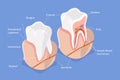 3D Isometric Flat Vector Conceptual Illustration of Dental Structure Royalty Free Stock Photo