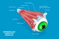 3D Isometric Flat Vector Conceptual Illustration of Extraocular Muscles Of Human Eye