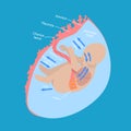 3D Isometric Flat Vector Conceptual Illustration of Fetal Water Flow Royalty Free Stock Photo