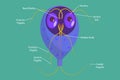 3D Isometric Flat Vector Conceptual Illustration of Giardia Lamblia