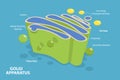 3D Isometric Flat Vector Conceptual Illustration of Golgi Apparatus Royalty Free Stock Photo