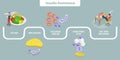 3D Isometric Flat Vector Conceptual Illustration of Insulin resistance