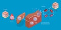 3D Isometric Flat Vector Conceptual Illustration of Life Cycle Of A Malaria Parasite