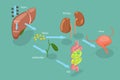 3D Isometric Flat Vector Conceptual Illustration of Liver Detoxification