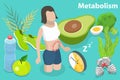 3D Isometric Flat Vector Conceptual Illustration of Metabolism of Human Body.