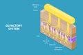 3D Isometric Flat Vector Conceptual Illustration of Olfactory System