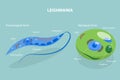 3D Isometric Flat Vector Conceptual Illustration of Structure of Leishmania
