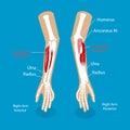 3D Isometric Flat Vector Conceptual Illustration of Supinator Muscle